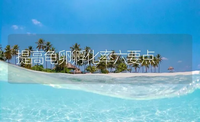 提高龟卵孵化率六要点 | 海水养殖技术