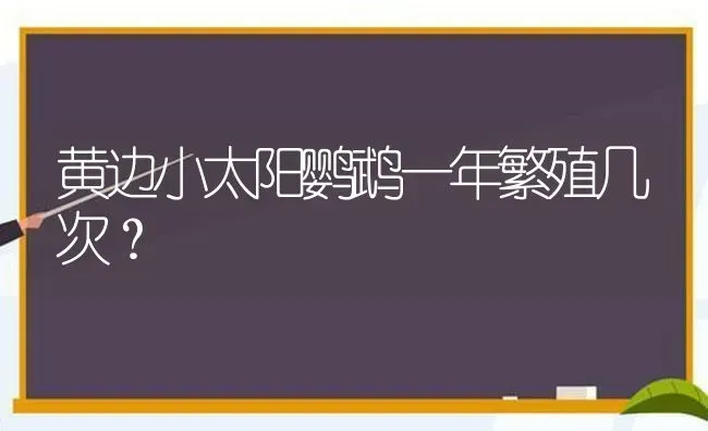 黄边小太阳鹦鹉一年繁殖几次？ | 动物养殖问答