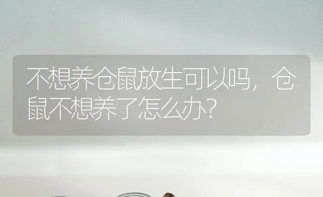 不想养仓鼠放生可以吗，仓鼠不想养了怎么办？ | 动物养殖问答