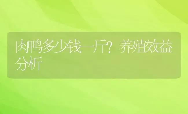 肉鸭多少钱一斤？养殖效益分析 | 动物养殖百科