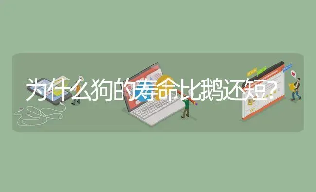 为什么狗的寿命比鹅还短？ | 动物养殖问答