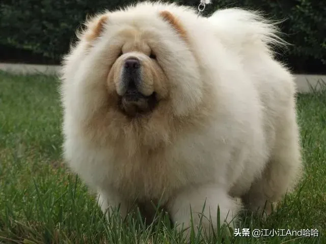 松狮犬的优缺点,松狮的优缺点？