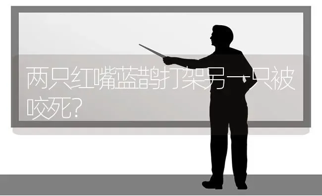 两只红嘴蓝鹊打架另一只被咬死？ | 动物养殖问答