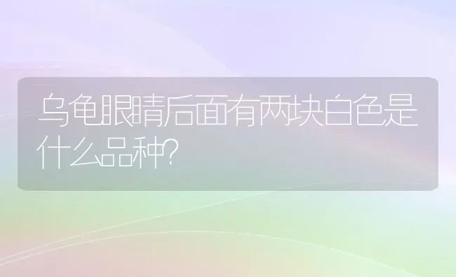 乌龟眼睛后面有两块白色是什么品种？ | 动物养殖问答