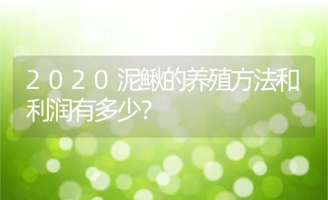 2020泥鳅的养殖方法和利润有多少？ | 动物养殖百科