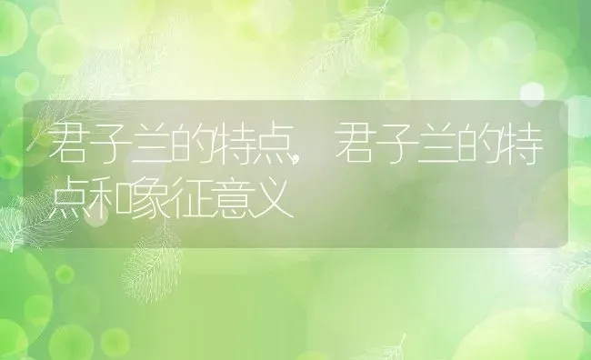 君子兰的特点,君子兰的特点和象征意义 | 宠物百科知识