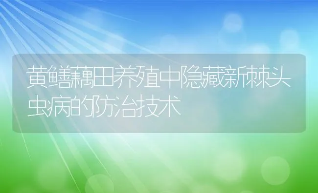 黄鳝藕田养殖中隐藏新棘头虫病的防治技术 | 水产养殖知识