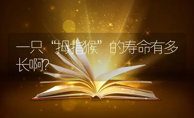 一只“拇指猴”的寿命有多长啊？ | 动物养殖问答