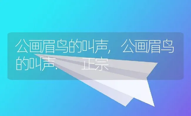 公画眉鸟的叫声,公画眉鸟的叫声. 正宗 | 宠物百科知识