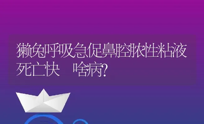 獭兔呼吸急促鼻腔脓性粘液死亡快 啥病？ | 动物养殖学堂