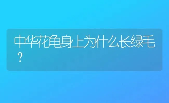 中华花龟身上为什么长绿毛？ | 动物养殖问答