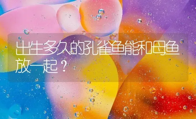 出生多久的孔雀鱼能和母鱼放一起？ | 鱼类宠物饲养