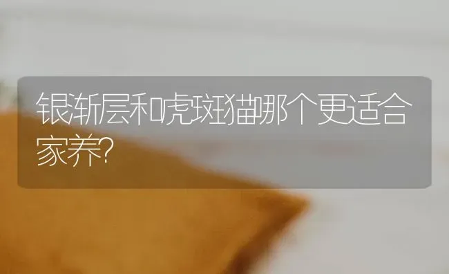 银渐层和虎斑猫哪个更适合家养？ | 动物养殖问答