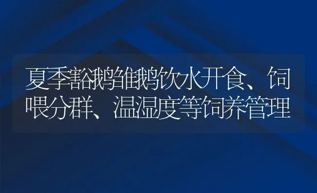 夏季豁鹅雏鹅饮水开食、饲喂分群、温湿度等饲养管理 | 动物养殖百科