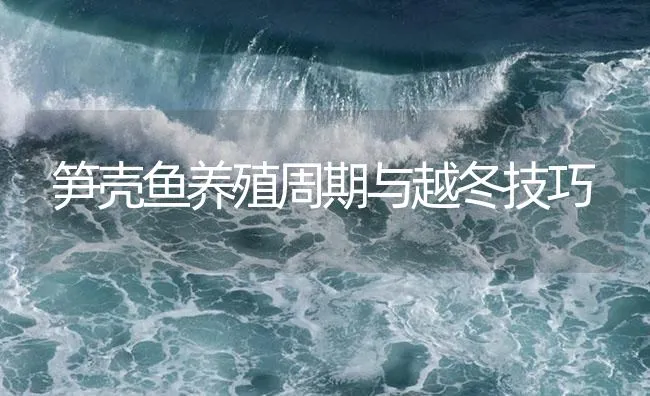 笋壳鱼养殖周期与越冬技巧 | 海水养殖技术