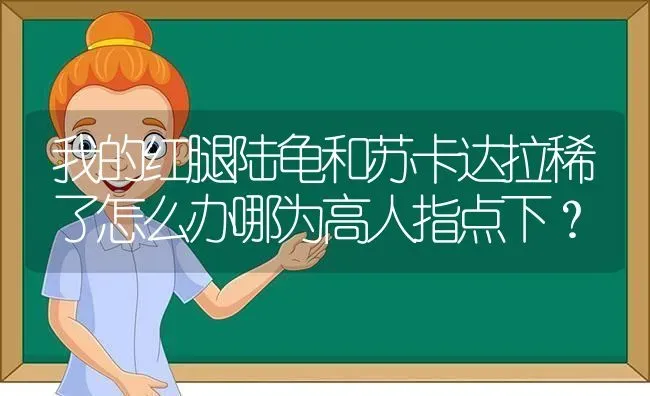 我的红腿陆龟和苏卡达拉稀了怎么办哪为高人指点下？ | 动物养殖问答