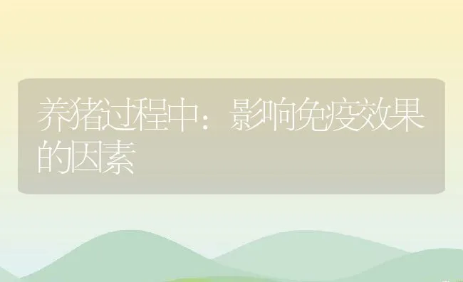 养猪过程中：影响免疫效果的因素 | 动物养殖学堂