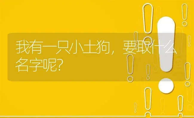 我有一只小土狗，要取什么名字呢？ | 动物养殖问答