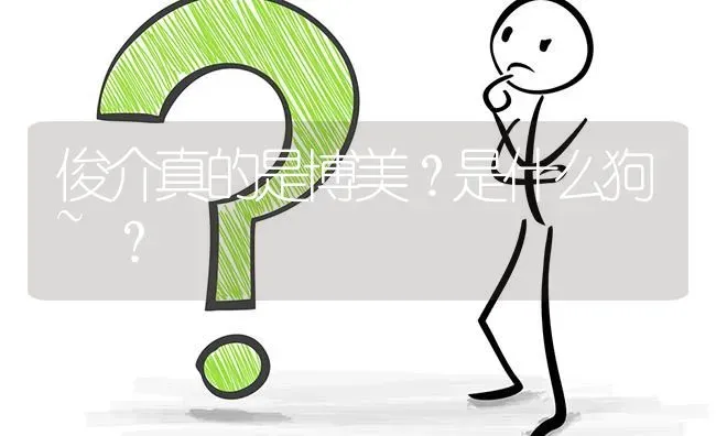 俊介真的是博美？是什么狗~？ | 动物养殖问答