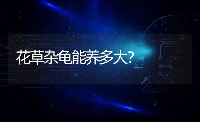 边牧、阿拉斯加、哈士奇，我不知道选哪个好？ | 动物养殖问答