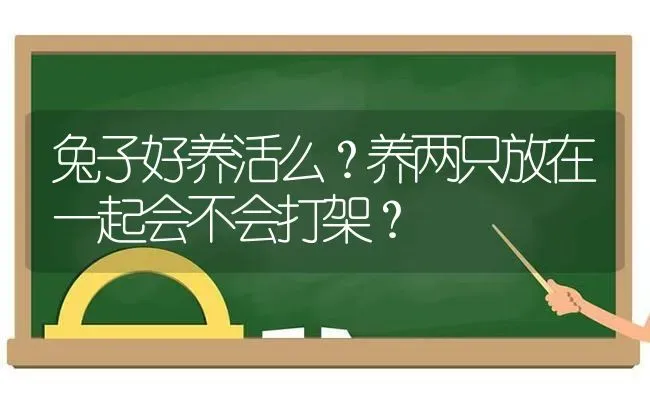 兔子好养活么？养两只放在一起会不会打架？ | 动物养殖问答