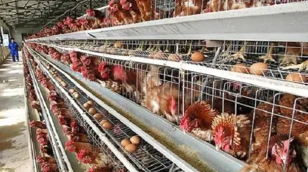 秋季蛋鸡提高产蛋率的高效管理要点