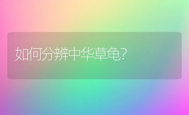 如何分辨中华草龟？ | 动物养殖问答