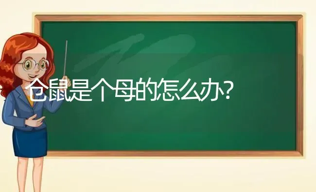 仓鼠是个母的怎么办？ | 动物养殖问答