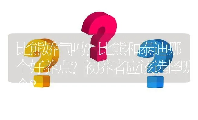 比熊娇气吗？比熊和泰迪哪个好养点？初养者应该选择哪个？ | 动物养殖问答