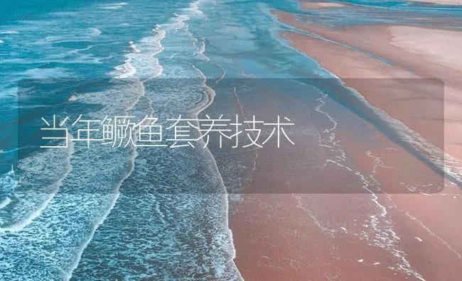 当年鳜鱼套养技术 | 海水养殖技术