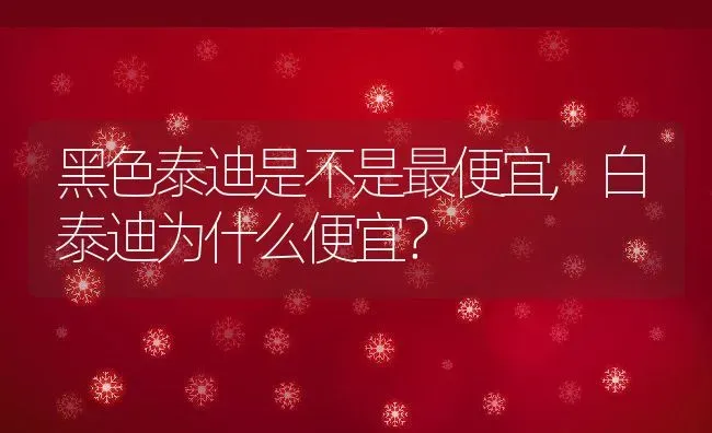 黑色泰迪是不是最便宜,白泰迪为什么便宜？ | 宠物百科知识