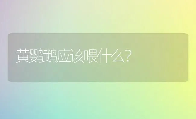 黄鹦鹉应该喂什么？ | 动物养殖问答