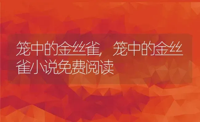 笼中的金丝雀,笼中的金丝雀小说免费阅读 | 宠物百科知识