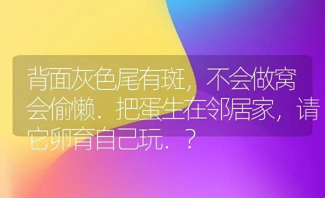 背面灰色尾有斑，不会做窝会偷懒．把蛋生在邻居家，请它卵育自己玩．？ | 动物养殖问答