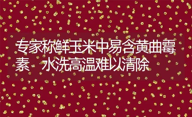 专家称鲜玉米中易含黄曲霉素 水洗高温难以清除 | 动物养殖学堂