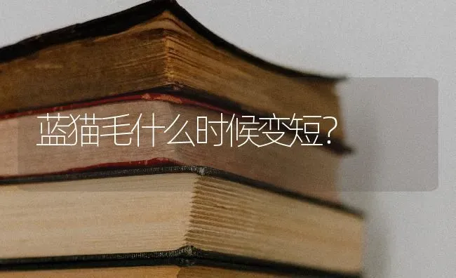 想养只小型犬，感觉博美和吉娃娃不错，这两种哪种好养？ | 动物养殖问答