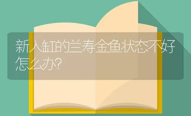 新入缸的兰寿金鱼状态不好怎么办？ | 鱼类宠物饲养