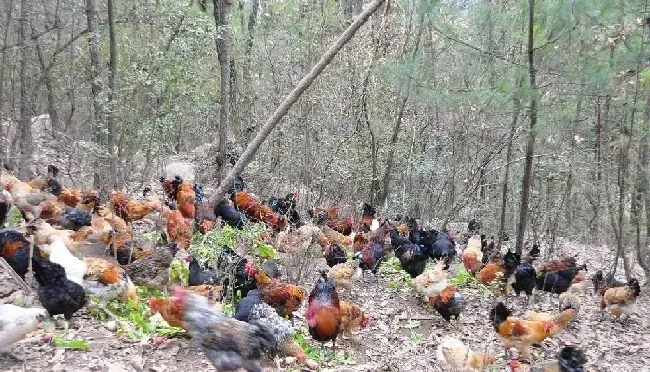 石人子沟村红火的土鸡养殖