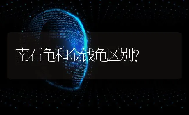 南石龟和金钱龟区别？ | 动物养殖问答