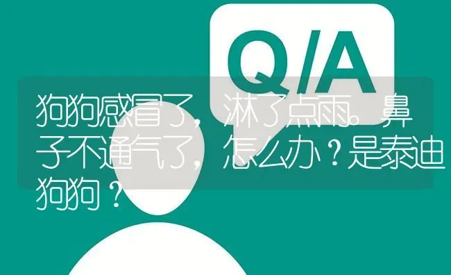 狗狗感冒了，淋了点雨。鼻子不通气了，怎么办？是泰迪狗狗？ | 动物养殖问答