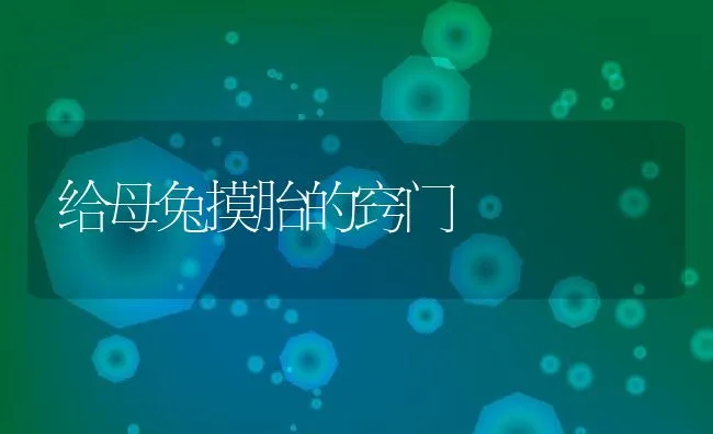 给母兔摸胎的窍门 | 动物养殖学堂