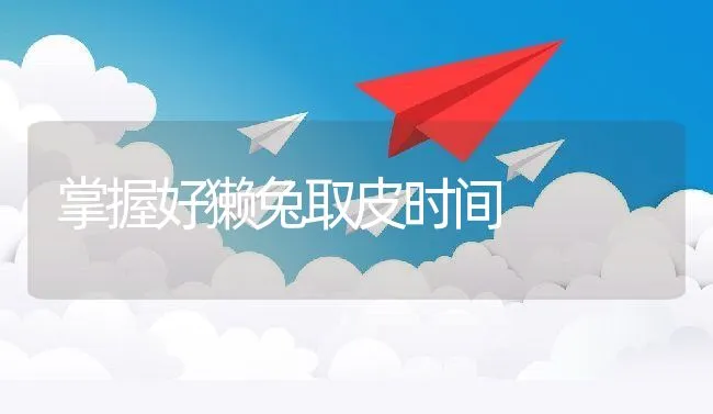 掌握好獭兔取皮时间 | 动物养殖学堂