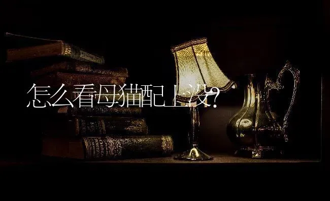 怎么看母猫配上没？ | 动物养殖问答