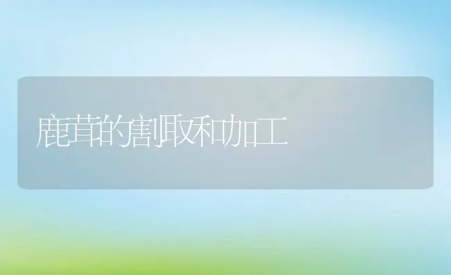 鹿茸的割取和加工 | 水产养殖知识