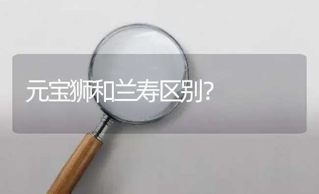 元宝狮和兰寿区别？ | 鱼类宠物饲养