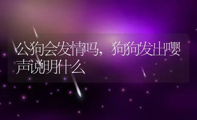 公狗会发情吗,狗狗发出嘤声说明什么 | 宠物百科知识