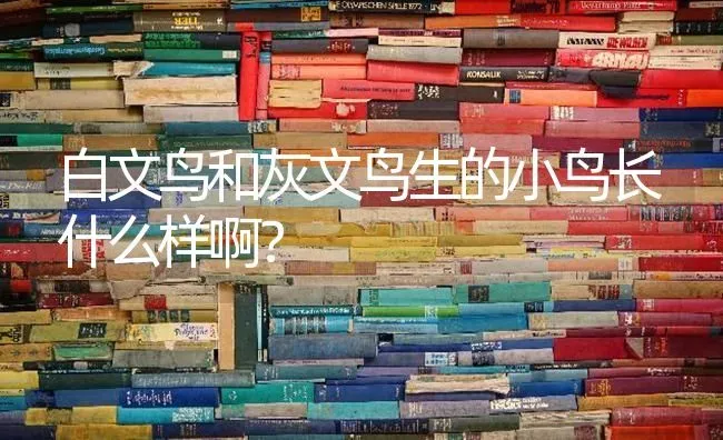 白文鸟和灰文鸟生的小鸟长什么样啊？ | 动物养殖问答