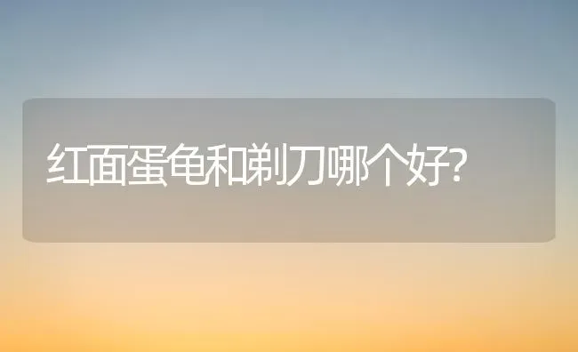 红面蛋龟和剃刀哪个好？ | 动物养殖问答