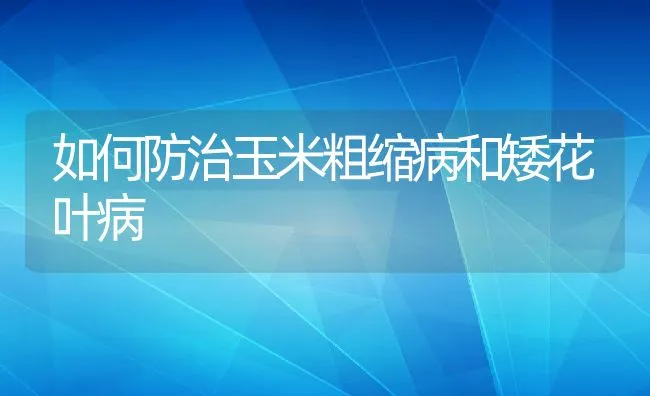 如何防治玉米粗缩病和矮花叶病 | 动物养殖饲料