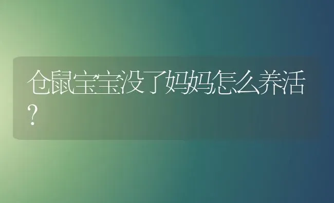 仓鼠宝宝没了妈妈怎么养活？ | 动物养殖问答